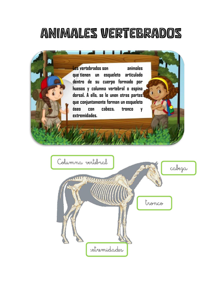 Estructura y Clasificación de Vertebrados | PDF | La columna vertebral ...