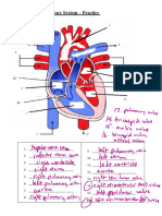 Lesson 4 (SOLUTIONS) - CIrculatory System - Heart Diagram