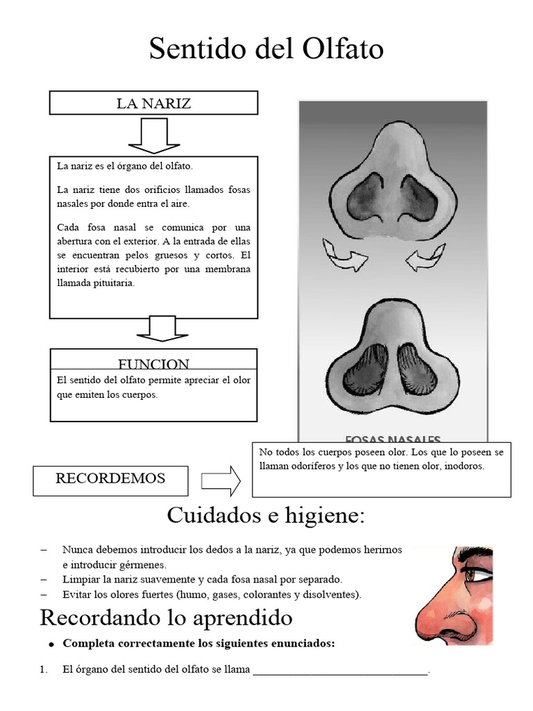 Ficha Sentido Del Olfato | PDF