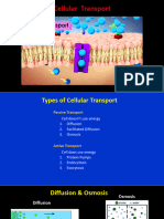 Transport Endocytosis