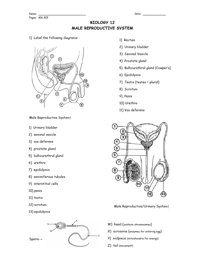 Biology 12 Worksheet Male Reproductive System Download Free PDF