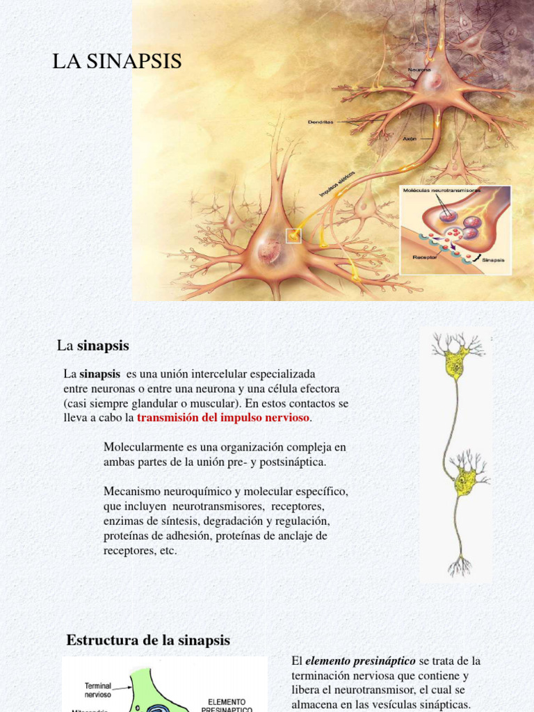 Sinapsis e Impulso Nervioso | PDF | Sinapsis | Potencial de acción