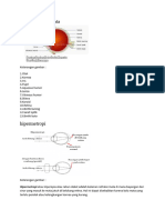 Bagian-Bagian Mata
