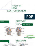 Embriologia Del Sistema Genitourinario