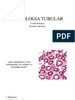 Histologia Tubular