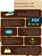 Photosynthesis Infographic 20240429 084154 0000