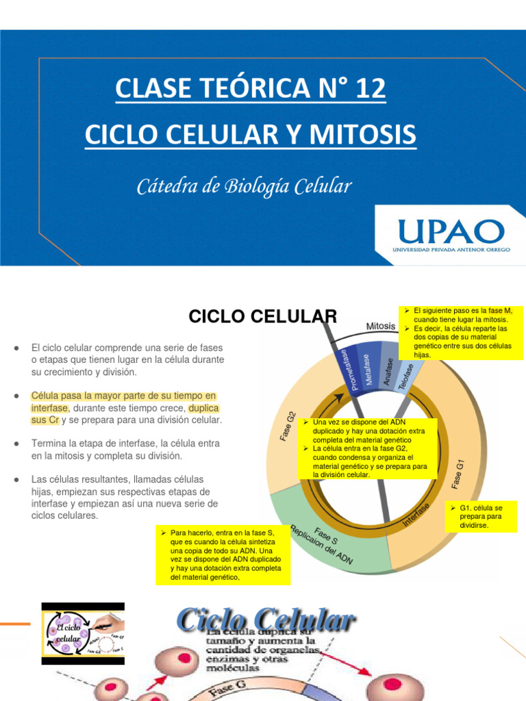Ciclo Celular: Fases y Regulación | PDF | Mitosis | Ciclo celular