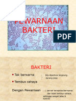 pewarnaan bakteri