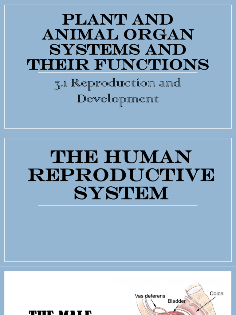 3 2 Human Reproductive System | PDF | Menstrual Cycle | Meiosis