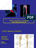 Inervimi I Gjymtyres Se Poshteme. Pleksi Lumbar Dhe Sakral