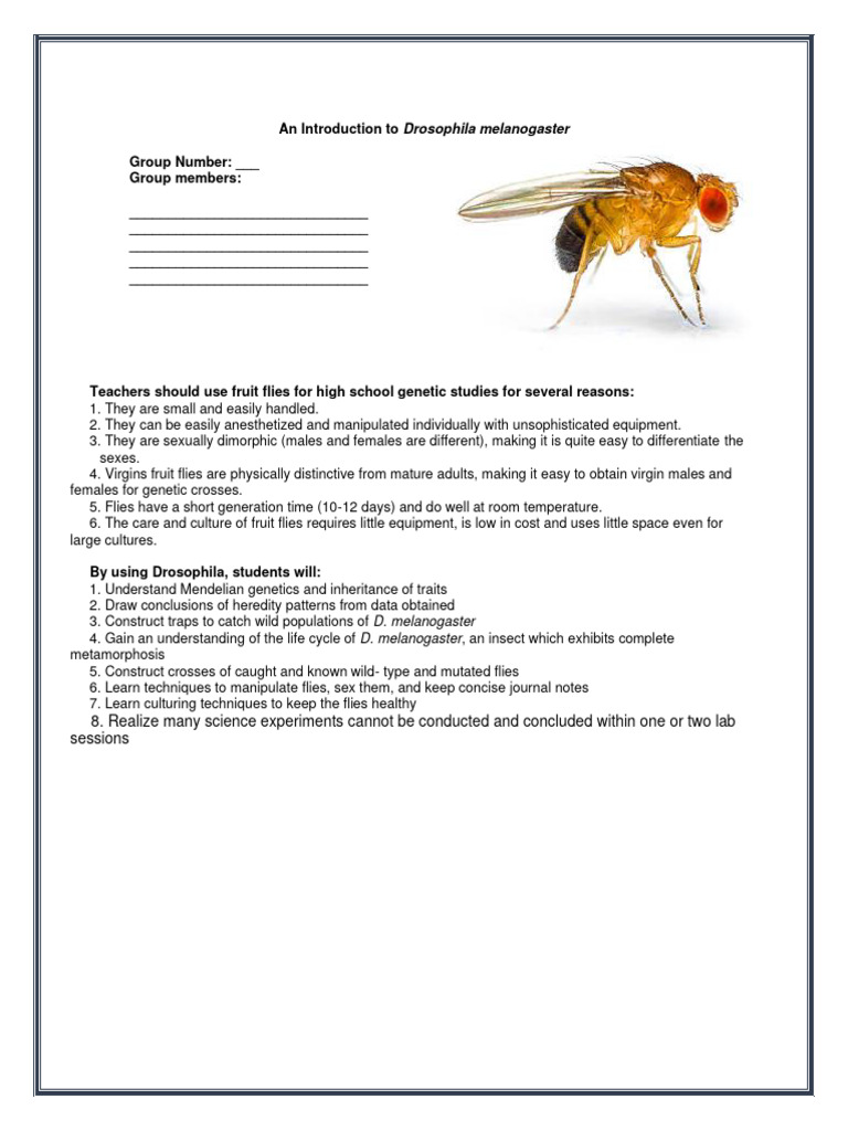 Drosophila melanogaster in Genetics Studies | PDF | Zygosity | Allele