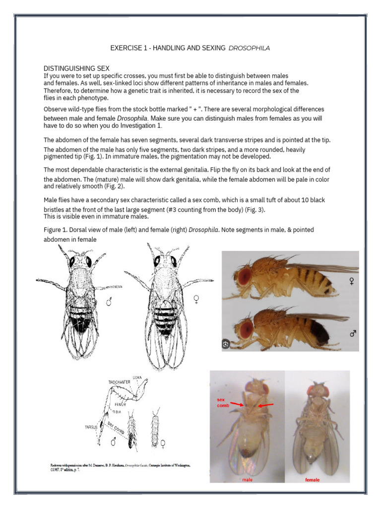 Exercise 1 | PDF | Drosophila Melanogaster | Anatomical Terms Of Location