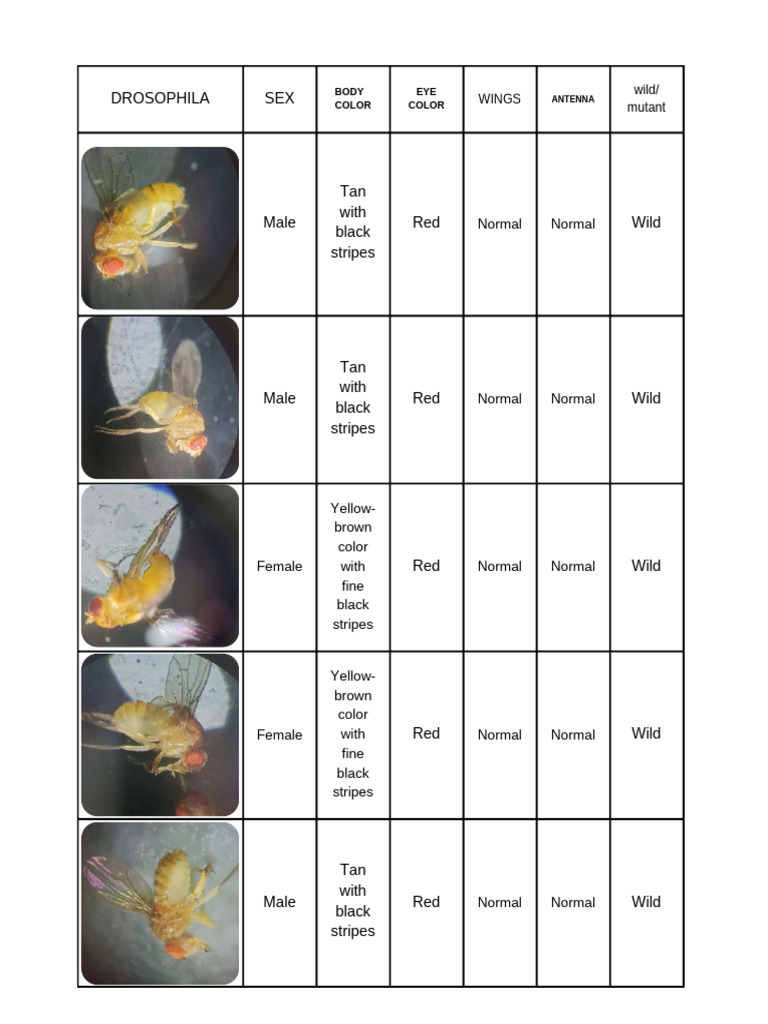 Exercise 2 | PDF | Drosophila Melanogaster | Mutation