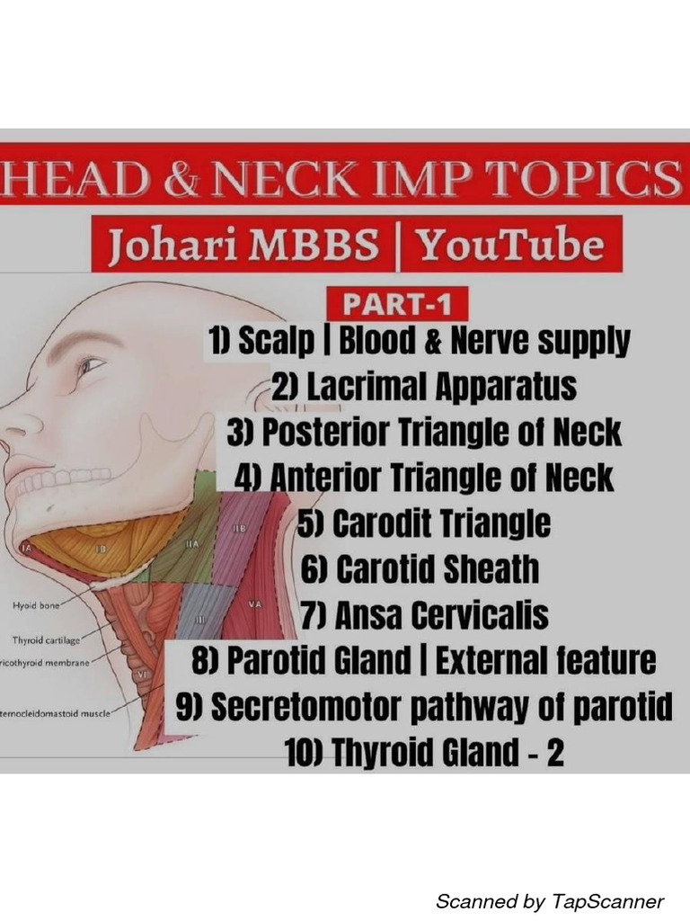 Head and Neck Anatomy Overview | PDF
