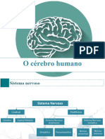 O Cérebro Humano
