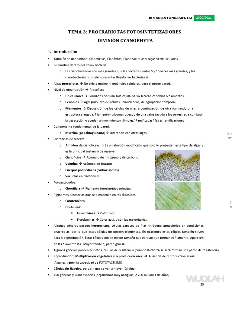 Tema 3 Pdf Cianobacterias Biología