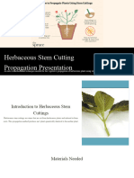 Herbaceous Stem Cutting Propagation Presentation-2