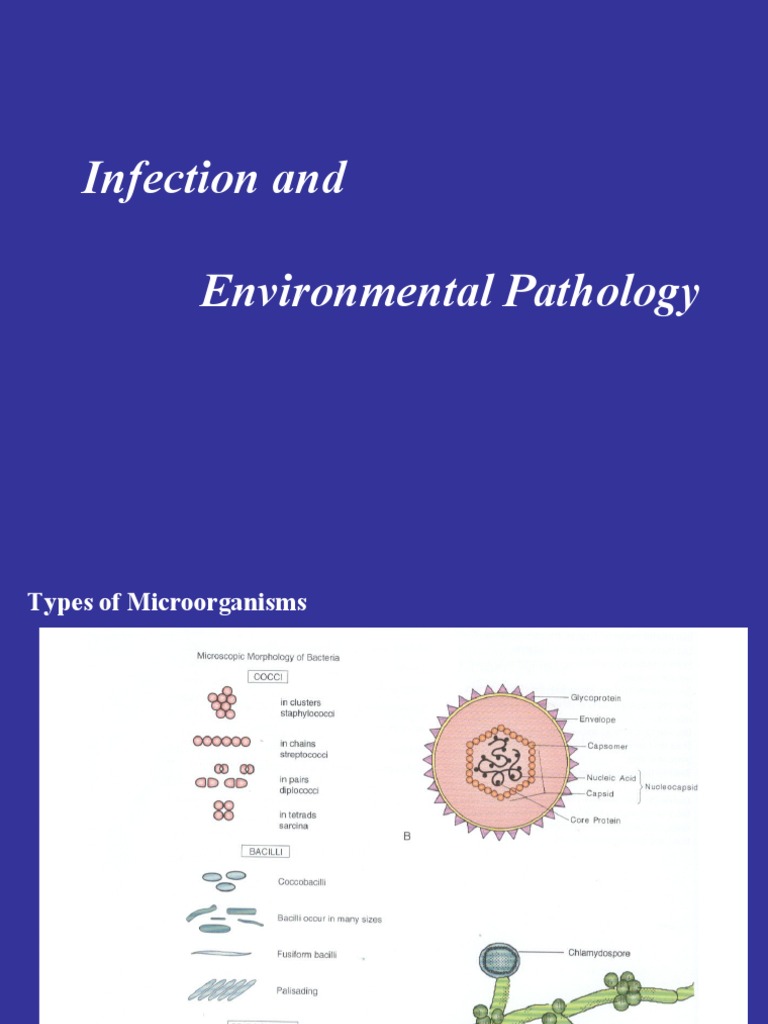Infection and Environmental Pathology | PDF | Avian Influenza ...
