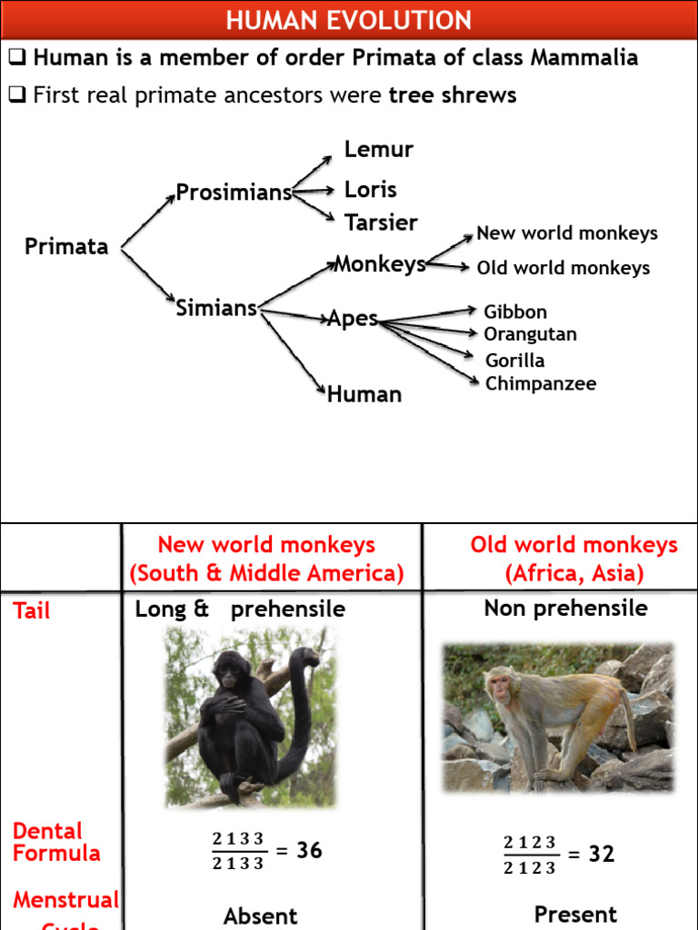 Human Is A Member of Order Primata of Class Mammalia: Q Q First Real ...