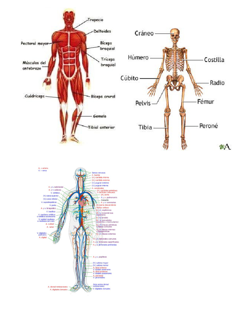 Cuerpo Humano Y Los 5 Sentidos Pdf