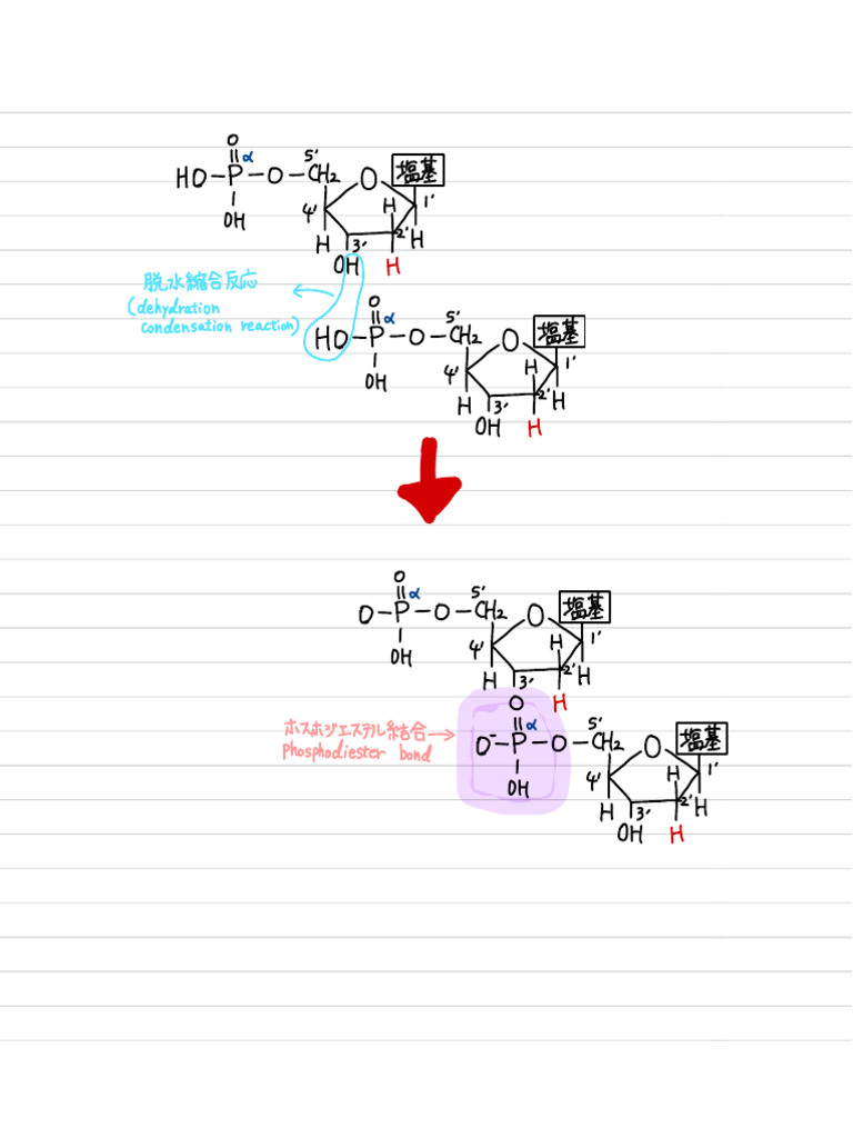 Phosphodiester bond pdf