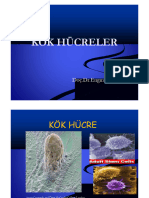 Kok Hucre, Tip 1,2012 - 1052