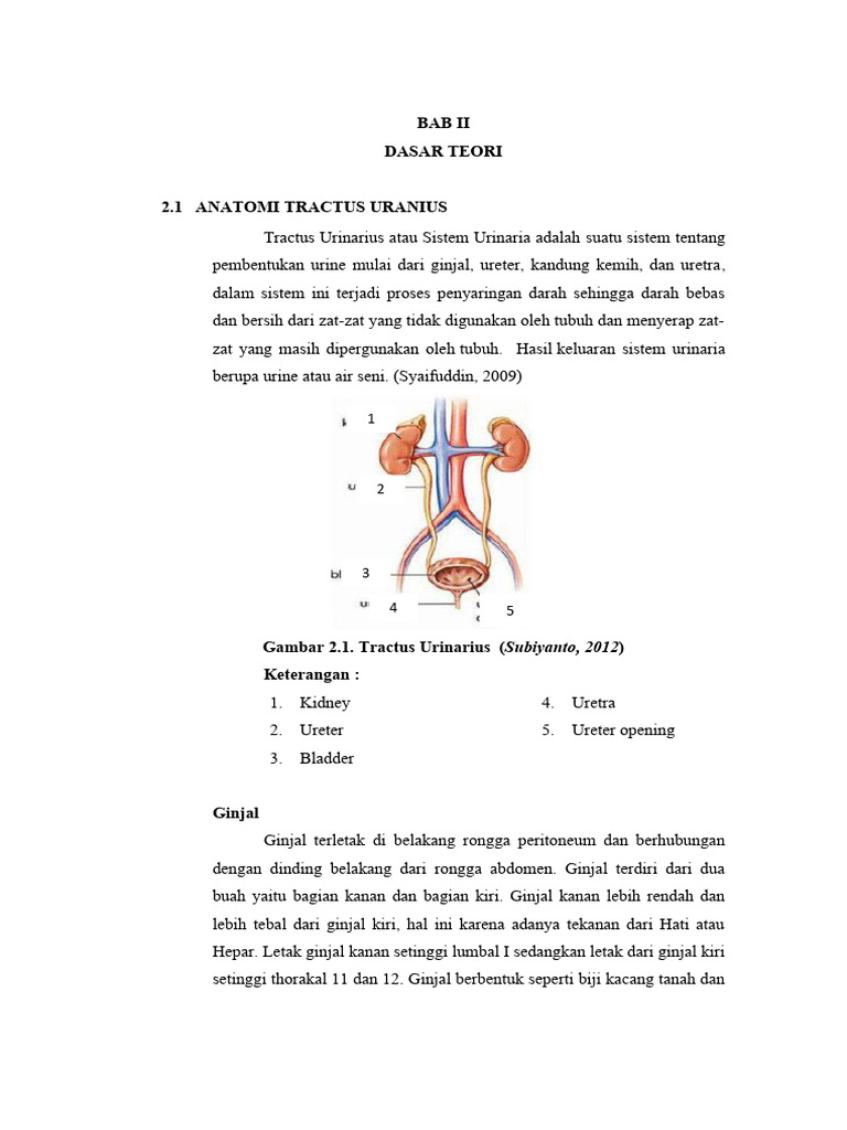 Anatomi dan Fungsi Tractus Urinarius | PDF