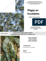 2020 05 15- Plagas en Eucaliptos- Parte 3- Fitosuccivoras