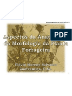 Anatomia e Morfologia Da Planta Forrageira