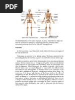 Download Skeletal System by api-3845840 SN7278877 doc pdf
