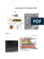 CSM and microvilli structure and functions