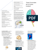 Corteza Cerebral