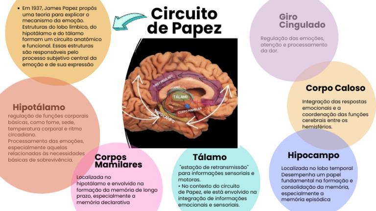 Circuito de Papez | PDF | Emoções | Memória