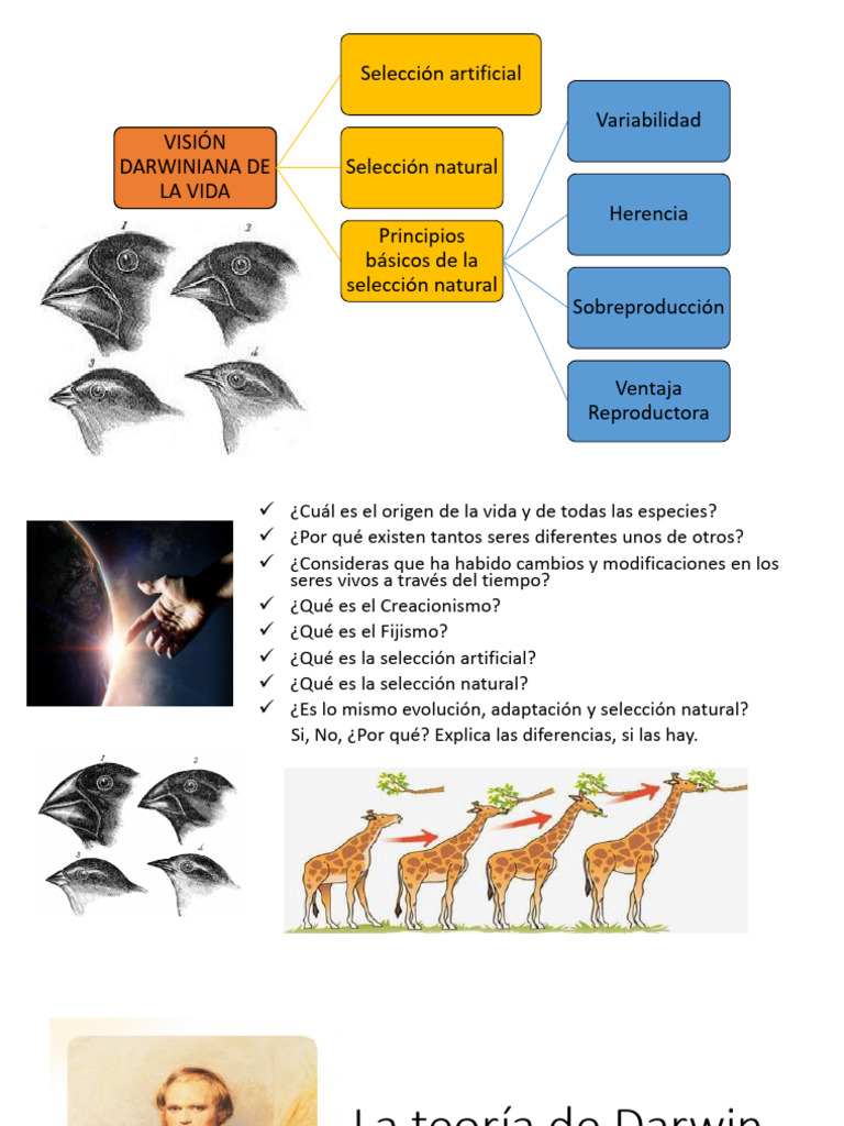 Teoría de Darwin: Selección Natural y Evolución | PDF | Charles Darwin ...