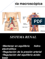 Sistema Renal