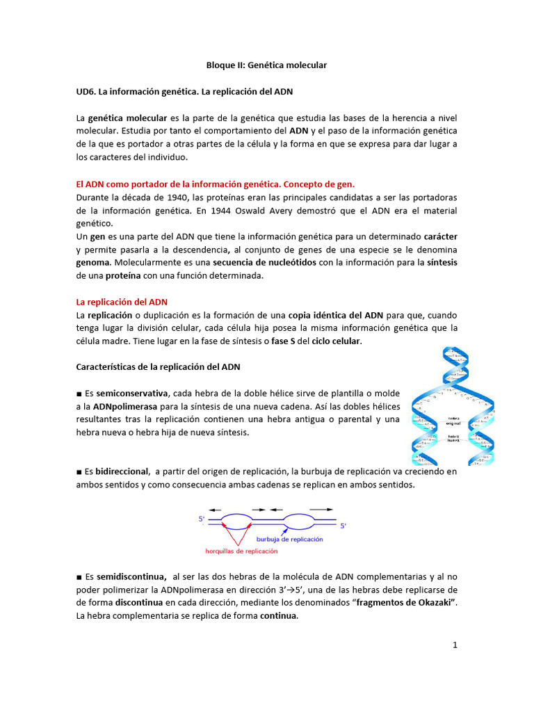 Replicación del ADN y burbujas de replicación | PDF | Replicación De ...