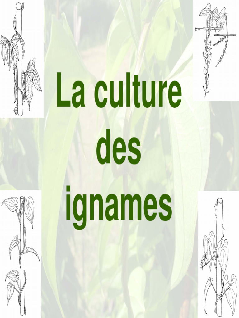 Culture et variétés d'ignames en Guadeloupe | PDF | Fleurs | Plantation