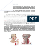 Resumo Vascularização Do SNC