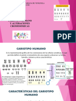 Cariotipo Humano Presentación