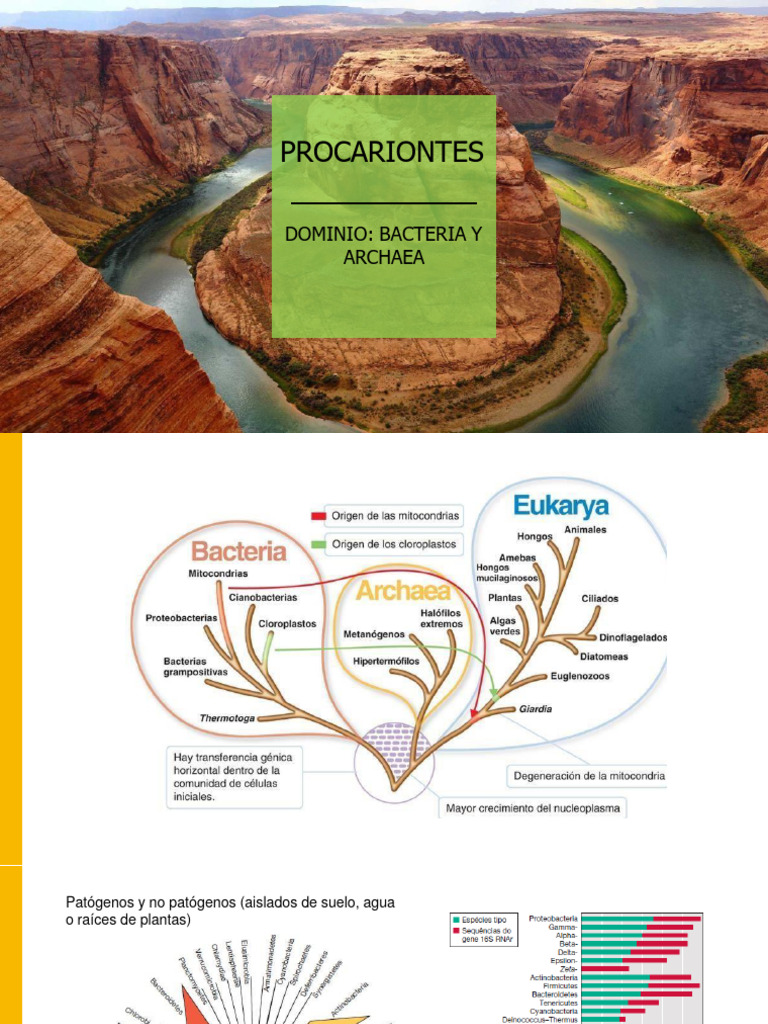 Procariotas 2024 | PDF | Las bacterias | Procariota