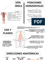 Fichas Anatomía