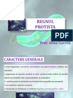 Regnul Protista