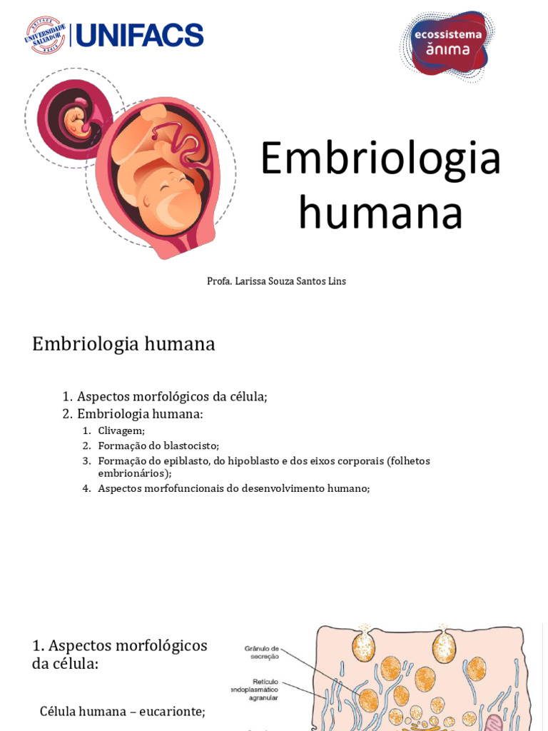 Embriologia 20240226182645 | PDF | Reprodução | Biologia de Desenvolvimento