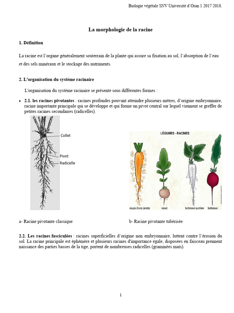 Morphologie des racines végétales | PDF | Racine | Tige (Plante)