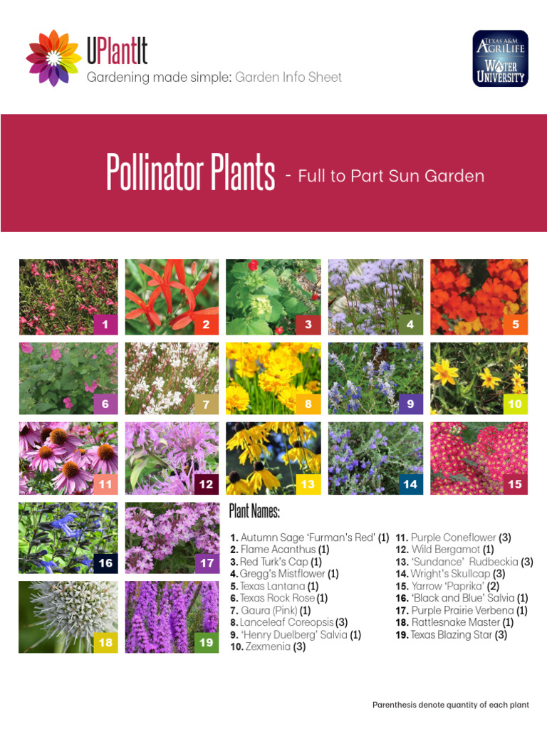 Uplantit Pollinator Info Sheet 2020 v3 | PDF | Flowers | Botany