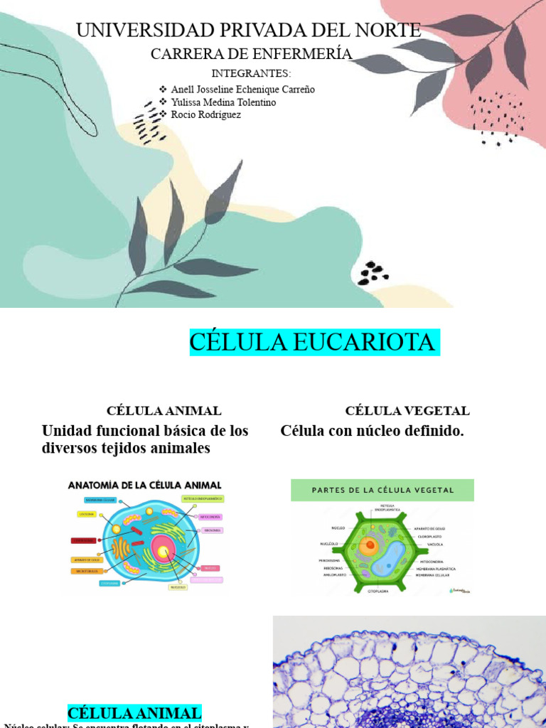 Tipos de Células: Animal y Vegetal | PDF | Citoplasma | Biología Celular)