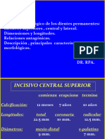 Incisivos Central y Lateral Superiores