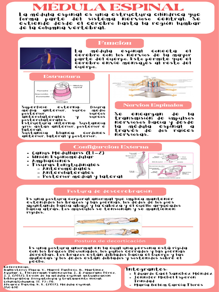 Médula Espinal Pdf Médula Espinal Anatomía