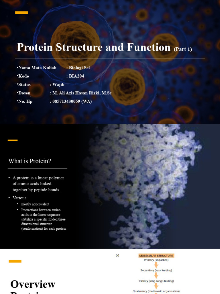Understanding Protein Structure And Function Pdf Amino Acid Proteins