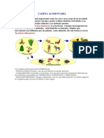 CADENA ALIMENTARIA